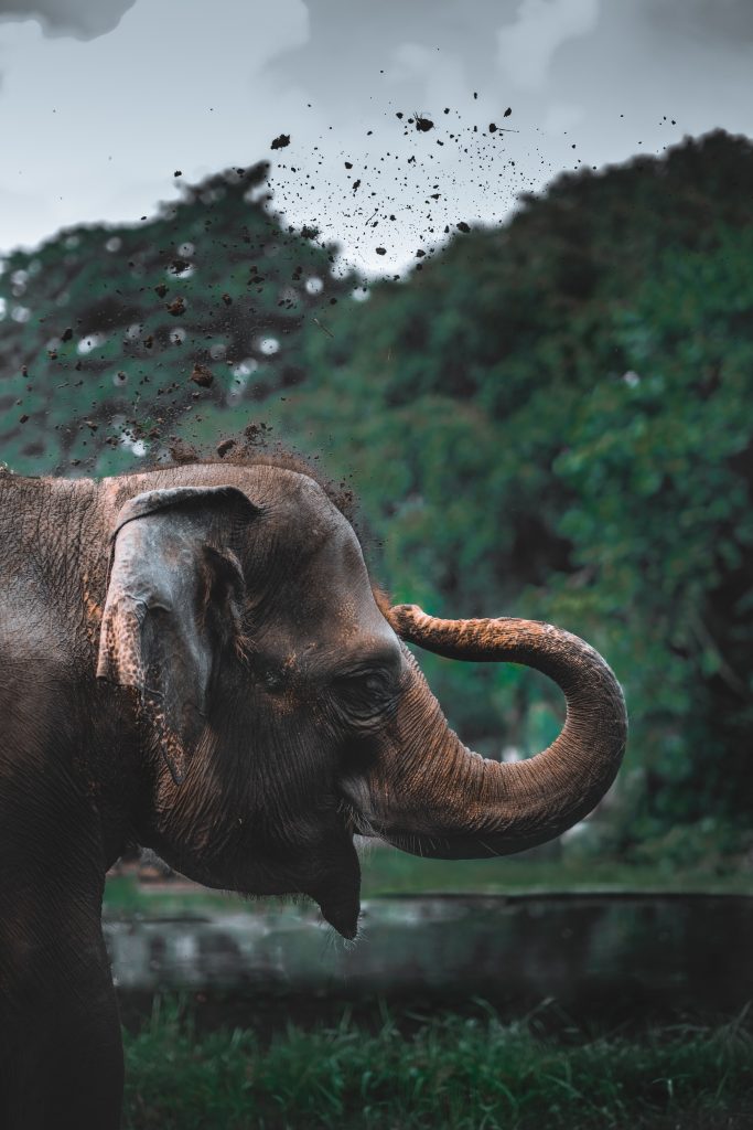 Ein Elefant besprüht sich mit Wasser